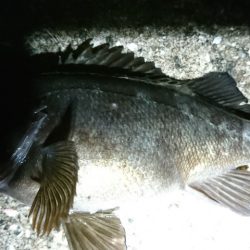 赤灯波止でメバル狙い。