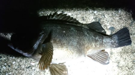 赤灯波止でメバル狙い。