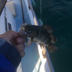 椿泊でかけ釣り