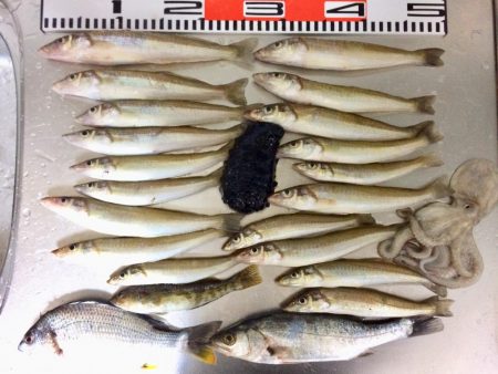 もうカレイは釣れないのかな？