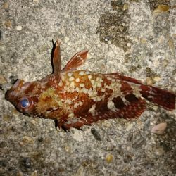 ガシラ爆釣！！