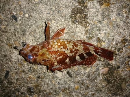 ガシラ爆釣！！