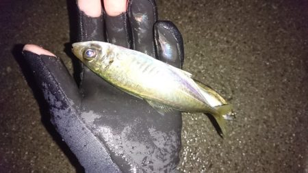 常夜灯アジング