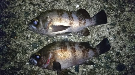 洲本川河口のライトゲーム