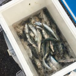 サビキで良型イワシ!!