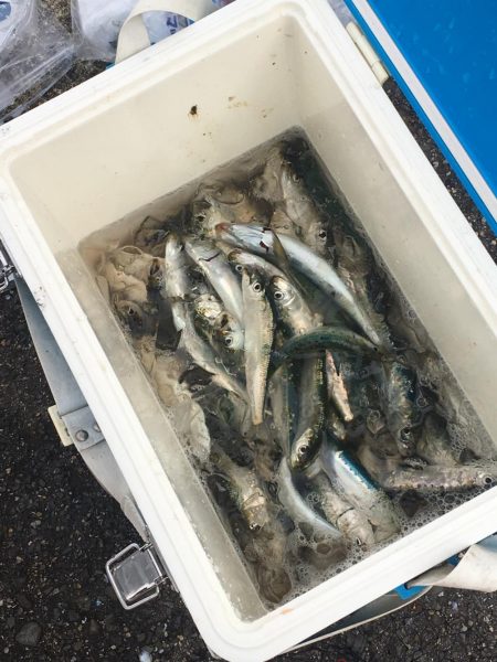 サビキで良型イワシ！！