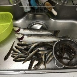 落とし込みでまさかのボラ⁈