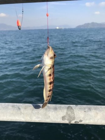 ちびっ子五目釣り