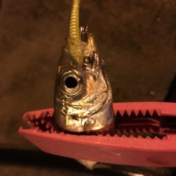 アジは何処に？