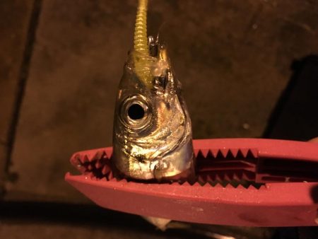 アジは何処に？