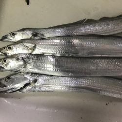 久しぶりの浮き釣り