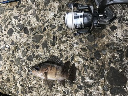 90分限定メバリング