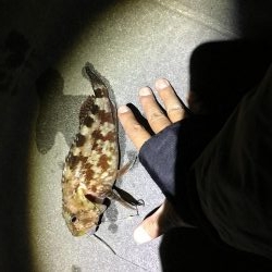 キビナゴ浮き釣り、タチウオ狙うも、、、