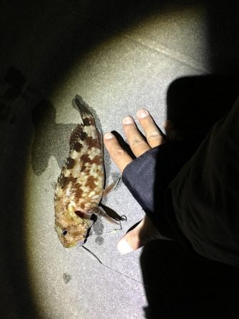 キビナゴ浮き釣り、タチウオ狙うも、、、