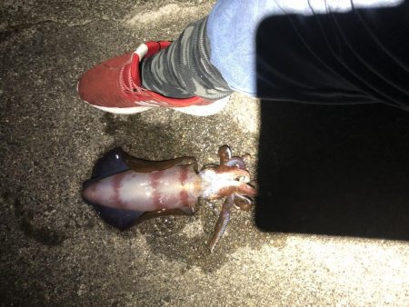 爆風釣行釣り納め