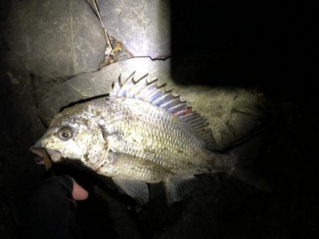 初めてのルアー釣果