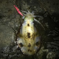 マイポイントへ