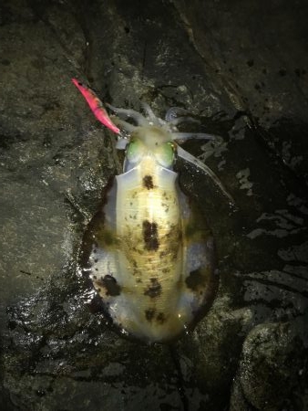 マイポイントへ