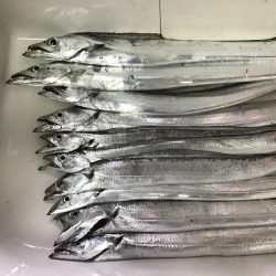 短時間でよく釣れました