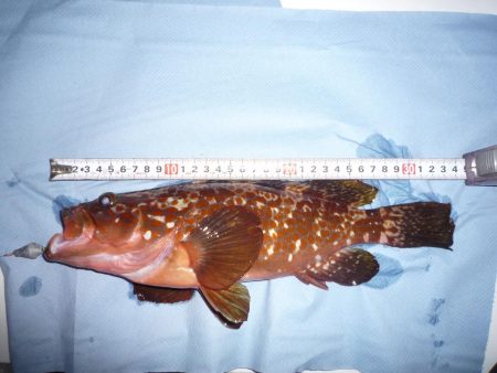 クリスマスの日