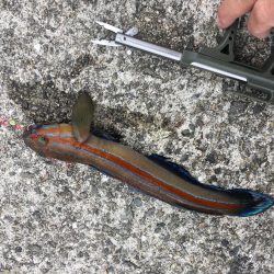 ニシキハゼが初めて釣れました