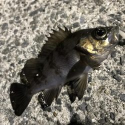 心が折れました