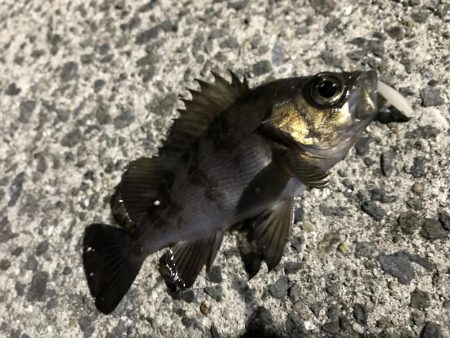 心が折れました