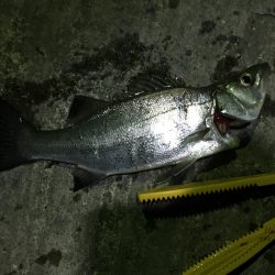 小イワシ泳がせ