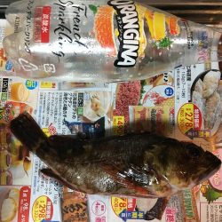 釣り納めにガシラ散策