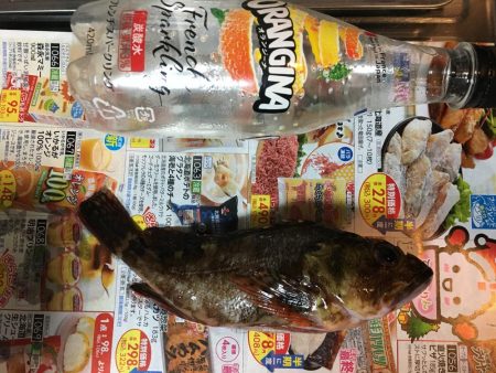 釣り納めにガシラ散策