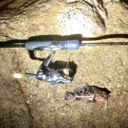 マイクロックフィッシュ