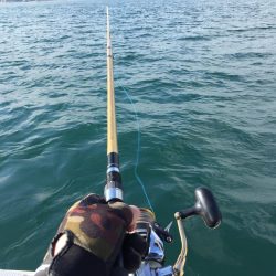 鯛、アジ、ガシラ