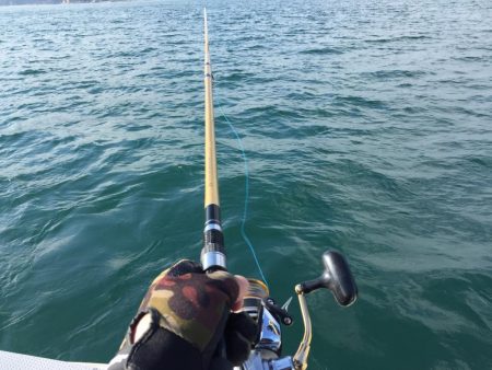 鯛、アジ、ガシラ