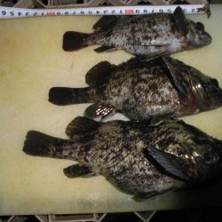 タッチ―の次はガッシーでしょ！？