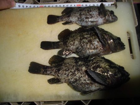 タッチ―の次はガッシーでしょ！？