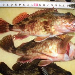 ガッシー20cm↑2匹 黒ソイ18cmくらい獲ったどぉ