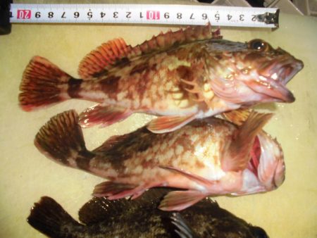 ガッシー20cm↑2匹 黒ソイ18cmくらい獲ったどぉ