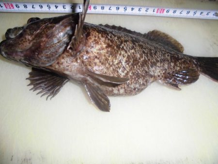 尺黒ソイ獲ったどぉ！