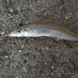 今日は、族でチョイ投げ