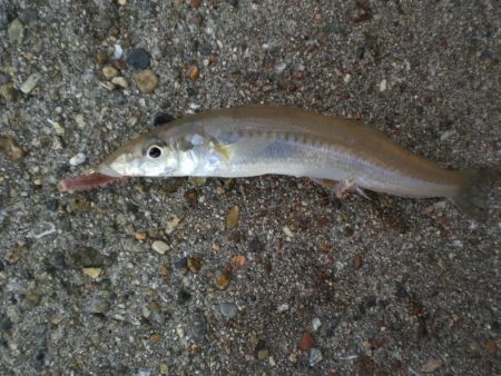 今日は、族でチョイ投げ