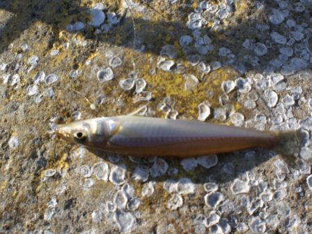 天気がいいが渋い