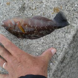 キスがいない？　アジ