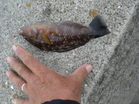 キスがいない？　アジ