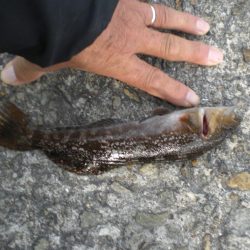 アイナメつれる