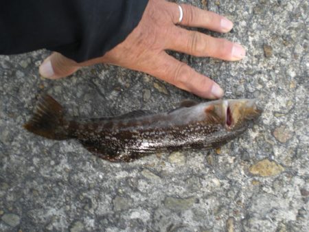 アイナメつれる