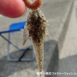小物釣りで何とか5目