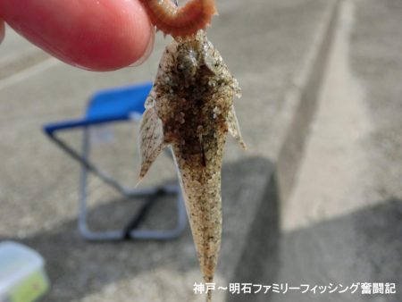 小物釣りで何とか5目