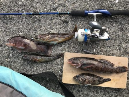 雑魚がちょこっと