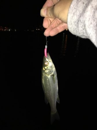 メバルを探したけど