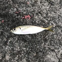 サビキでアジ釣り